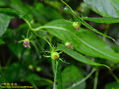 Cyclocodon lancifolius