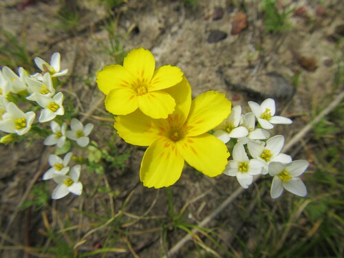 Image of Sebaea solaris by (c) douglaseustonbrown, some rights reserved (CC BY-SA)