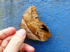 Eryphanis