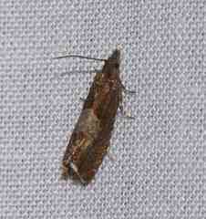 Dichrorampha acuminatana