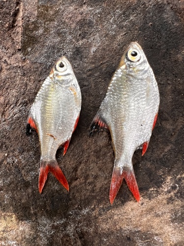 Red-tailed tinfoil barb (Barbonymus altus) — Cyprinidae