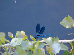 Calopteryx splendens