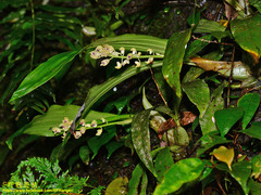 Eria scabrilinguis