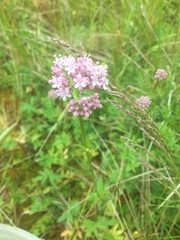 Valeriana officinalis sambucifolia