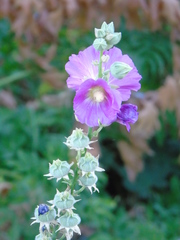 Alcea biennis
