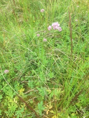 Valeriana officinalis sambucifolia