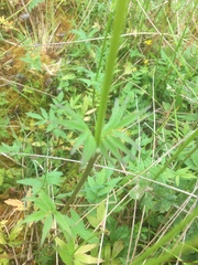 Valeriana officinalis sambucifolia
