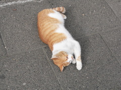 Felis catus