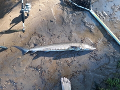 Acipenser fulvescens