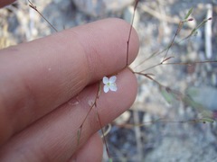 Gayophytum