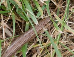 Anguis fragilis