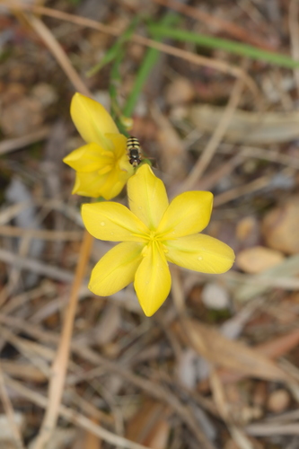Image of Moraea lewisiae by (c) Cecile Roux, some rights reserved (CC BY-SA)