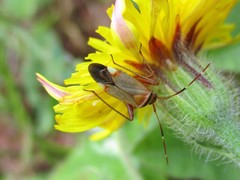 Adelphocoris vandalicus