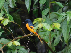 Pericrocotus flammeus