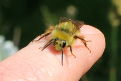 Bombus flavifrons