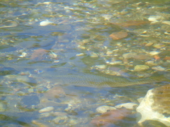 Squalius vardarensis