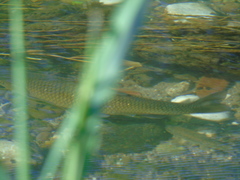 Squalius vardarensis