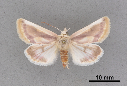 Spanish Needles Flower Moth photo 2