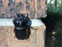 Phileurus