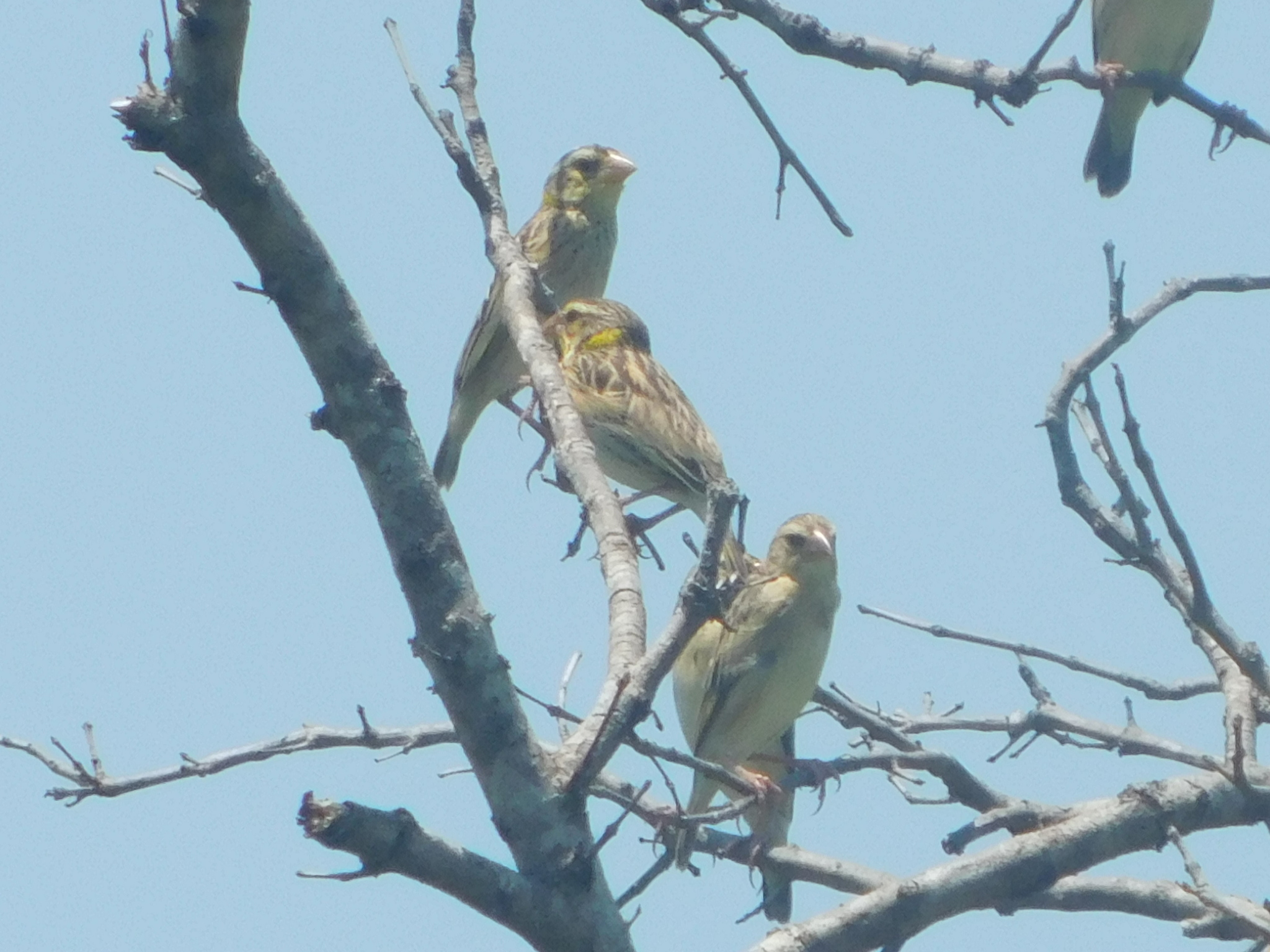 Streaked Weaver