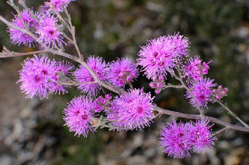 Image of Kunzea parvifolia by (c) Peter Crowcroft, some rights reserved (CC BY)