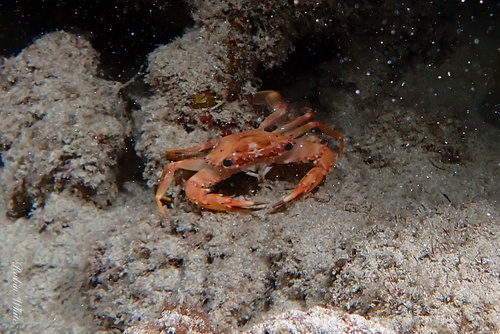 Gonioinfradens paucidentatus, 2024-10-28