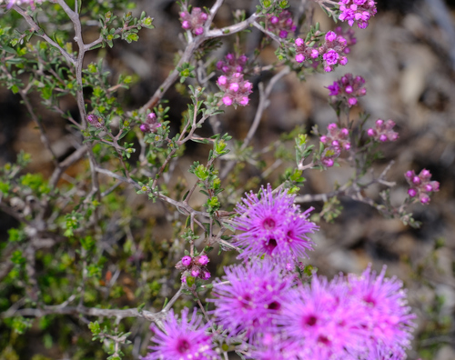 Image of Kunzea parvifolia by (c) Peter Crowcroft, some rights reserved (CC BY)