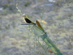 Calopteryx splendens