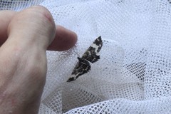 Rheumaptera hastata