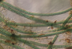 Limnoraphis hieronymusii