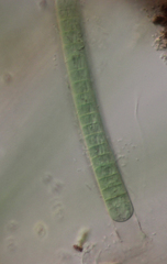 Limnoraphis hieronymusii