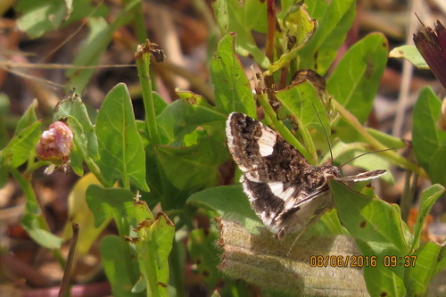 Four-spotted Moth photo 5