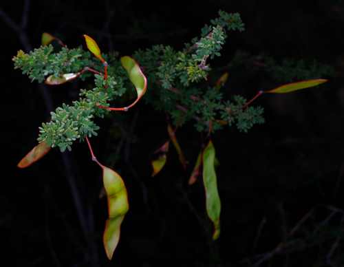 Image of Acacia mitchellii by (c) Peter Crowcroft, some rights reserved (CC BY)