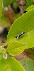 Sibovia sagata