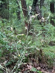 Lactuca hirsuta