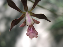 Encyclia acapulcensis