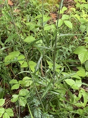 Lactuca hirsuta