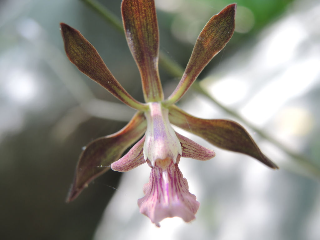 Encyclia acapulcensis
