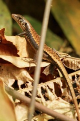 Emoia nigra