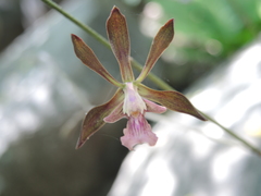 Encyclia acapulcensis
