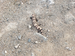 Heloderma suspectum cinctum