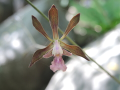 Encyclia acapulcensis