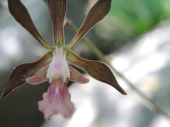 Encyclia acapulcensis