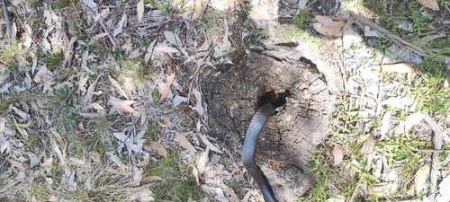 Blue-bellied Black Snake sighting