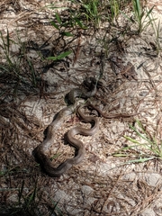 Coluber constrictor etheridgei