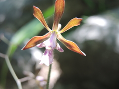 Encyclia acapulcensis
