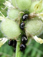 Coptosoma scutellatum