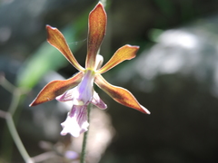 Encyclia acapulcensis
