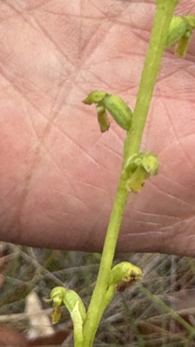 Microtis rara, 2024-10-29