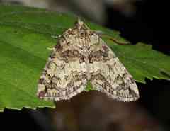 Hydriomena renunciata